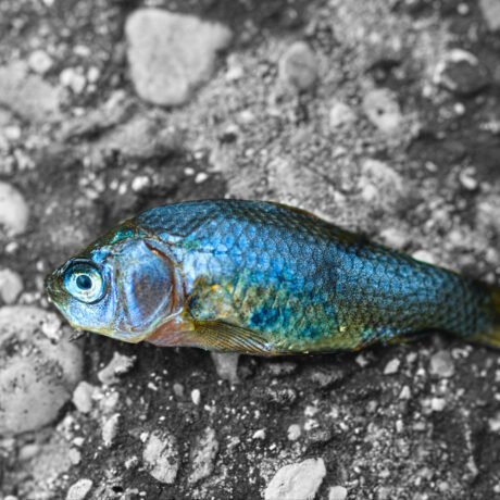 Dead Fish on Concrete – High Resolution