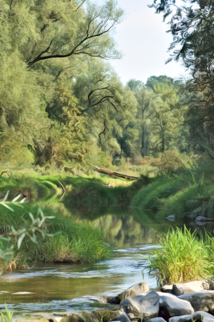 Forest river scenery landscape