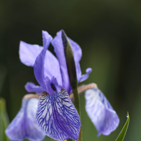 Purple Pondside Iris – High Resolution
