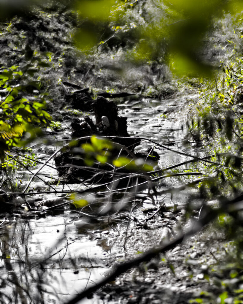 creek view out of the forest through trees and branches