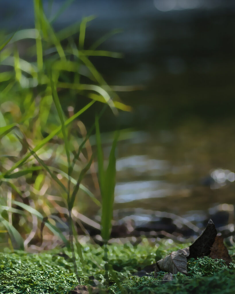 Imagination and reality mix. Creekside low angle view. Grass, fallen leaves, water plants