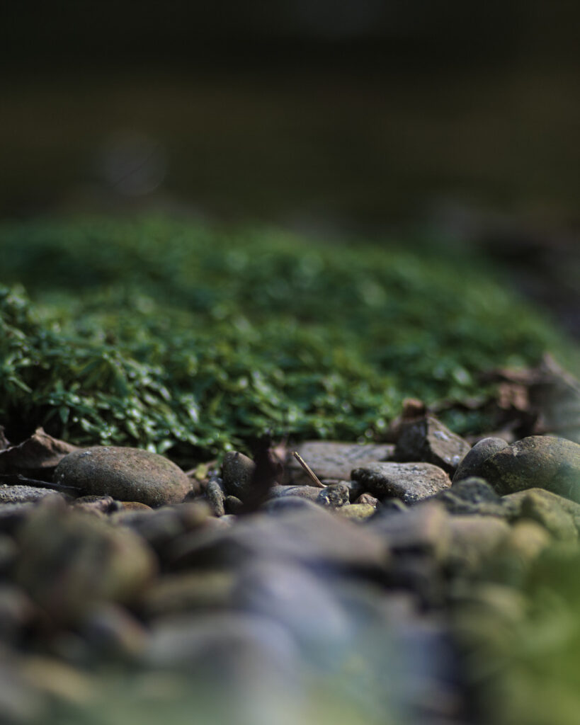 creekside stones, perfect for stone skipping