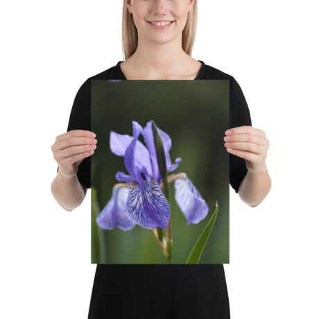 Purple Pondside Iris – Poster