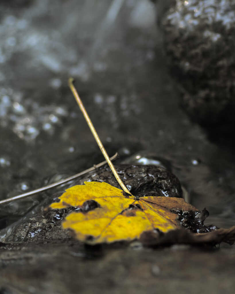 Yellow fallen maple leaf, stranded on a rock, bounded by water