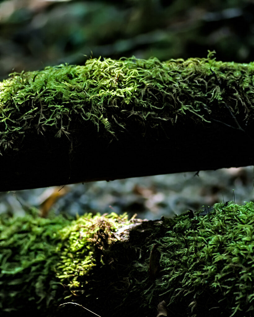 Creekside forest moss